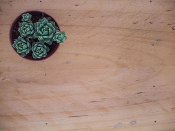 High angle view of rose on table