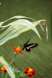insect