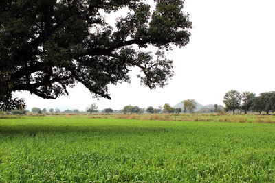 Scenic view of agricultural field against clear sky