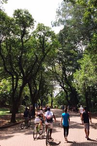 People walking on bicycle against trees