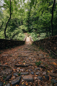 Footpath amidst trees in forest