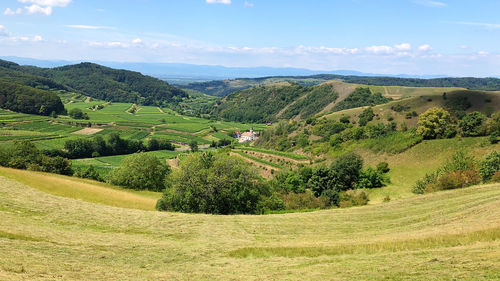 Scenic view of agricultural field against sky