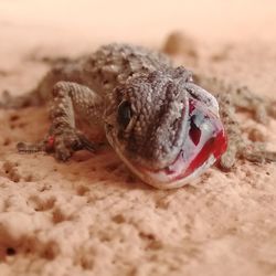 Close-up of crab on sand