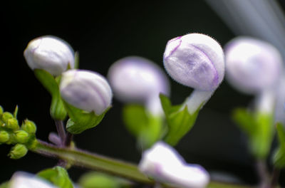 Close-up of flowers