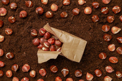 Tulip bulbs planting background. tulip bulbs in a paper bag on soil background.