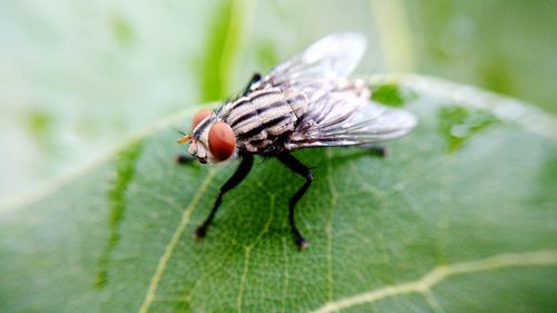 Close-up of insect on leaf