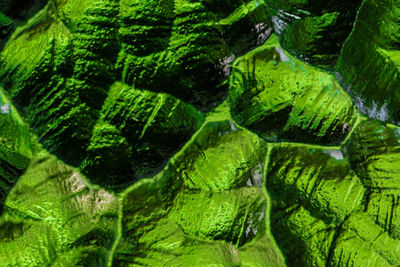 Full frame shot of green leaves