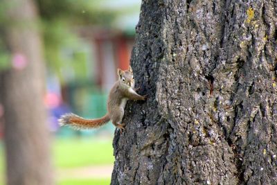 Close-up of squirrel on tree trunk