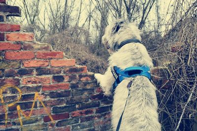 Dog by bare trees against sky