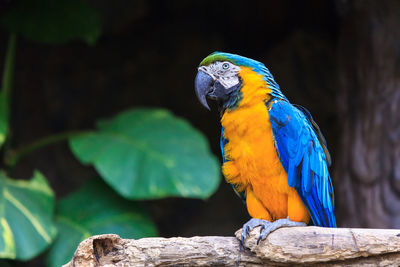 Close-up of macaw perching on wood