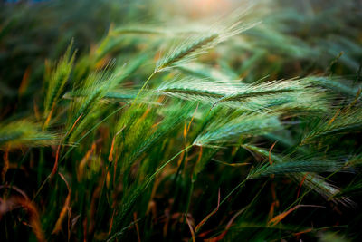 Close-up of grass growing on field