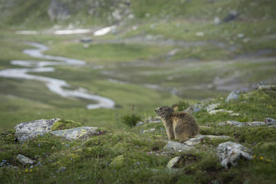 Marmot in ceresole