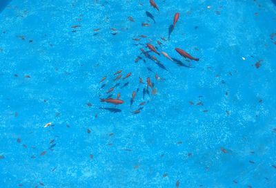 High angle view of red fishes in pond