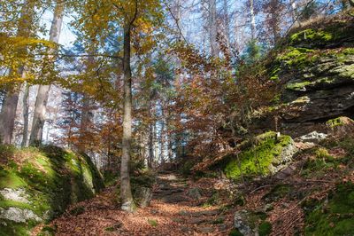 Trees in forest against sky