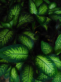 Full frame shot of fresh green plants