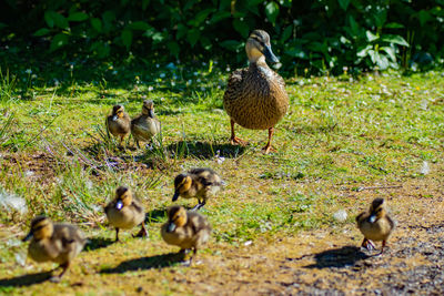 Ducks in a field