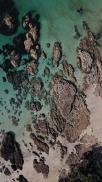 High angle view of birds in sea