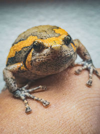 Close-up banded bullfrog on hand