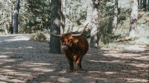 Horse in a farm