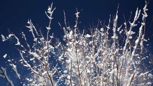 Close-up of frozen plants on snow covered field against sky