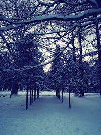 Trees on snow covered landscape