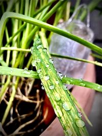 Close-up of wet plant