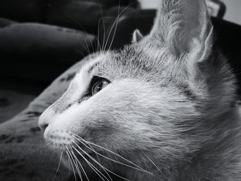 Close-up portrait of cat