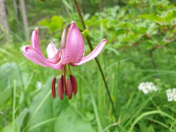 Close-up of pink lily blooming outdoors