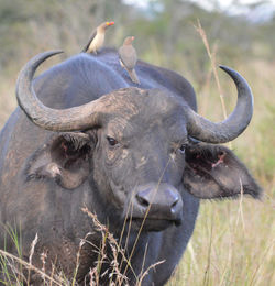 Yellow-billed oxpeckers on african buffalo at field