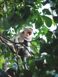 Low angle view of monkey on tree