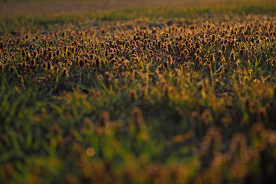 Surface level of corn field