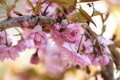 Close-up of pink flowers on tree