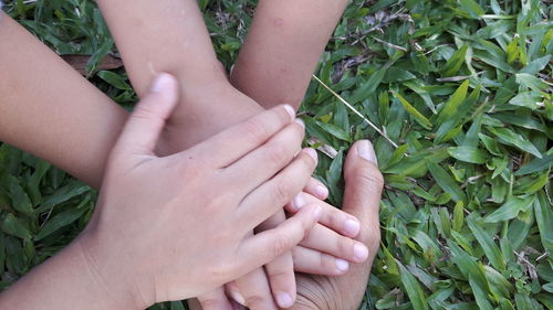 Cropped image of hands holding plant on field