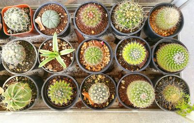 Close-up of potted plants in greenhouse