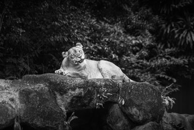 Lioness resting on rock