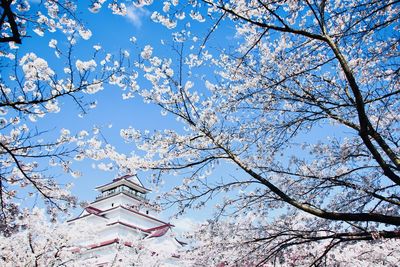 Low angle view of cherry tree by building against sky