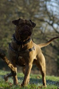 Close-up of dog on field