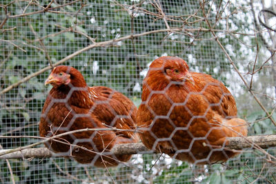 Close-up of chickens in cage