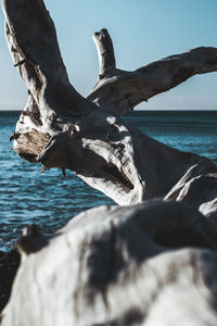 Driftwood on beach against sky