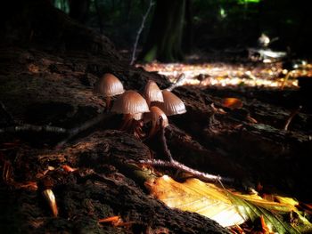 Close-up of mushrooms on log in forest