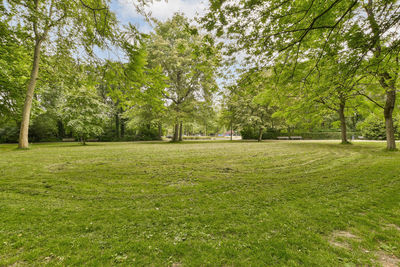 Trees in park