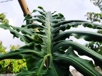 Low angle view of plants against sky