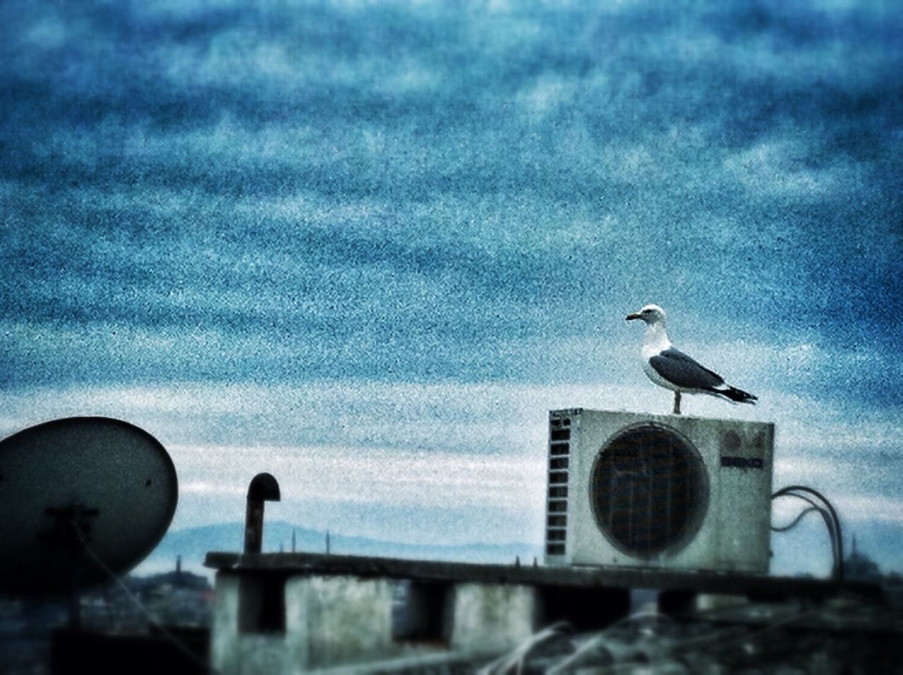 SEAGULL FLYING OVER THE SKY