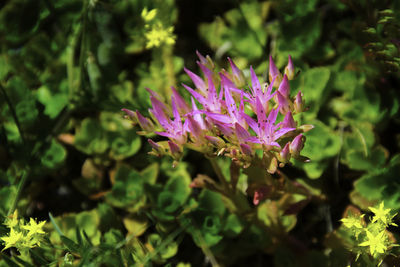 Close-up of pink flowering plant