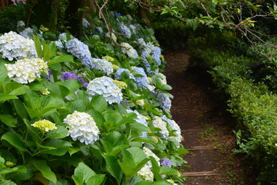 High angle view of flowering plant in park