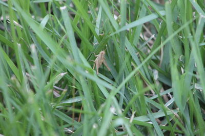 Full frame shot of grass