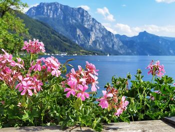 Pink flowering plants by mountains against sky