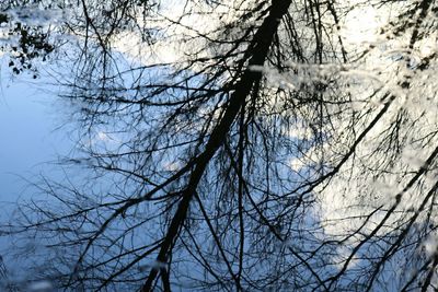 Low angle view of bare trees against sky