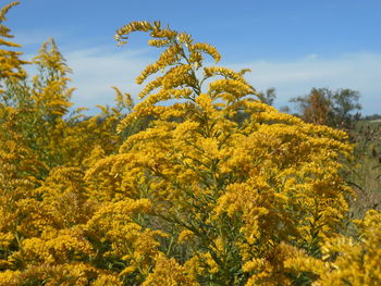 Low angle view of yellow flowers against trees