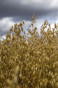 Close-up of stalks in field